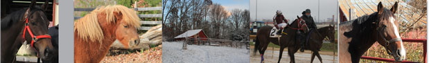 Horseshoe Bend Farms