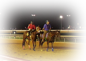 Horserace Picture